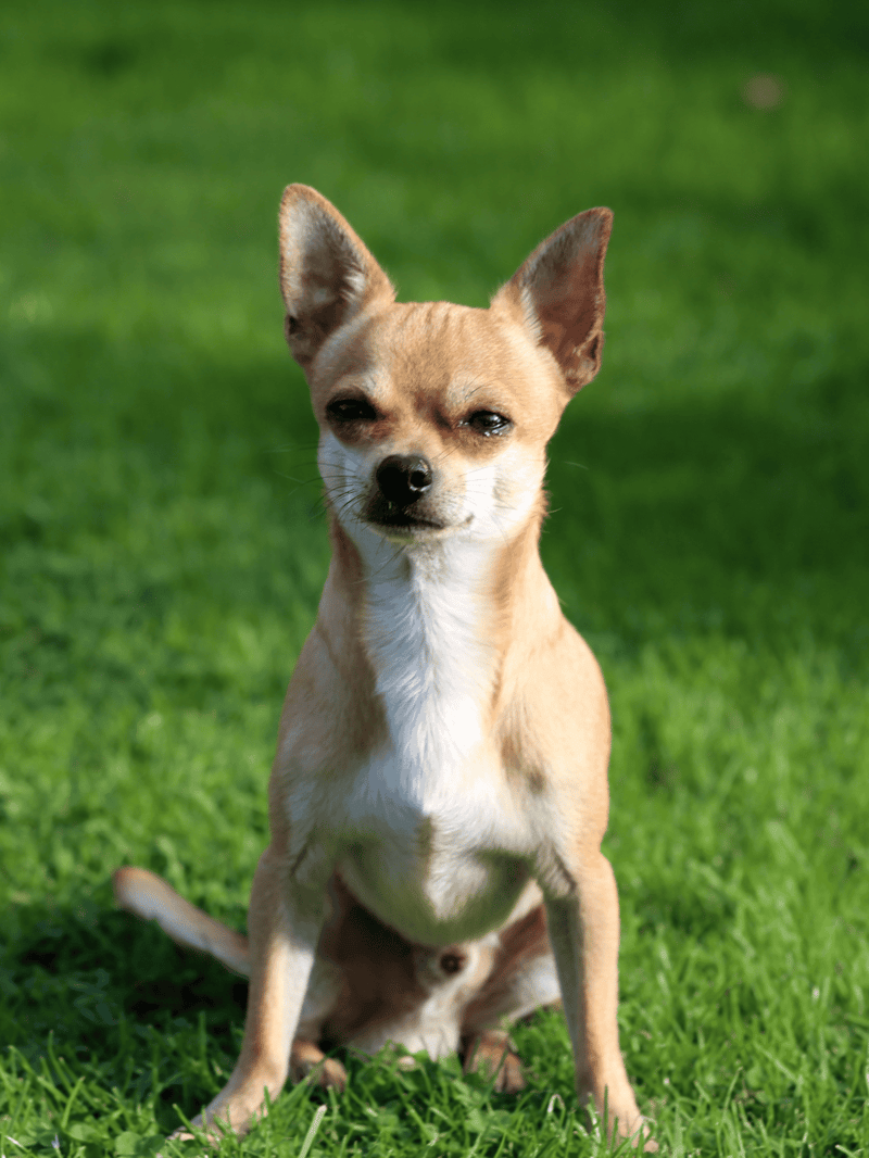 Cute Chihuahua sitting on grass with one eye squinting, alert expression, bright outdoor setting.