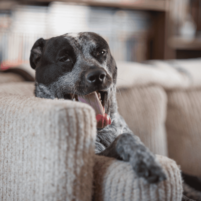 Close-up of a relaxed mixed breed dog yawning on cozy sofa, highlighting pet wellness and mental health.