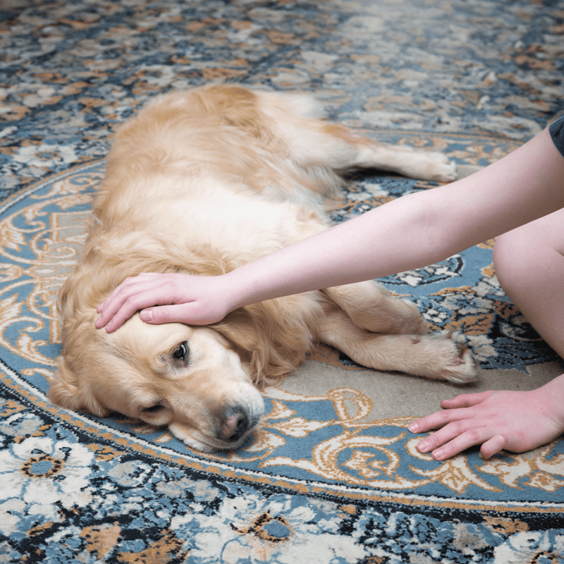 Gentle pet care, relaxing dog grooming session on a decorative rug.
