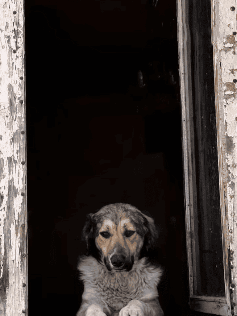 Sad dog looking out from a dark doorway, seeking comfort.