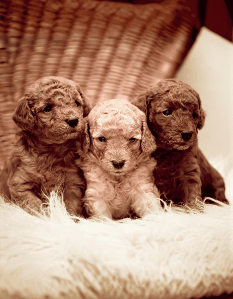 Adorable poodle puppies sitting on soft blanket, perfect for dog training, new puppy care, and pet adoption.