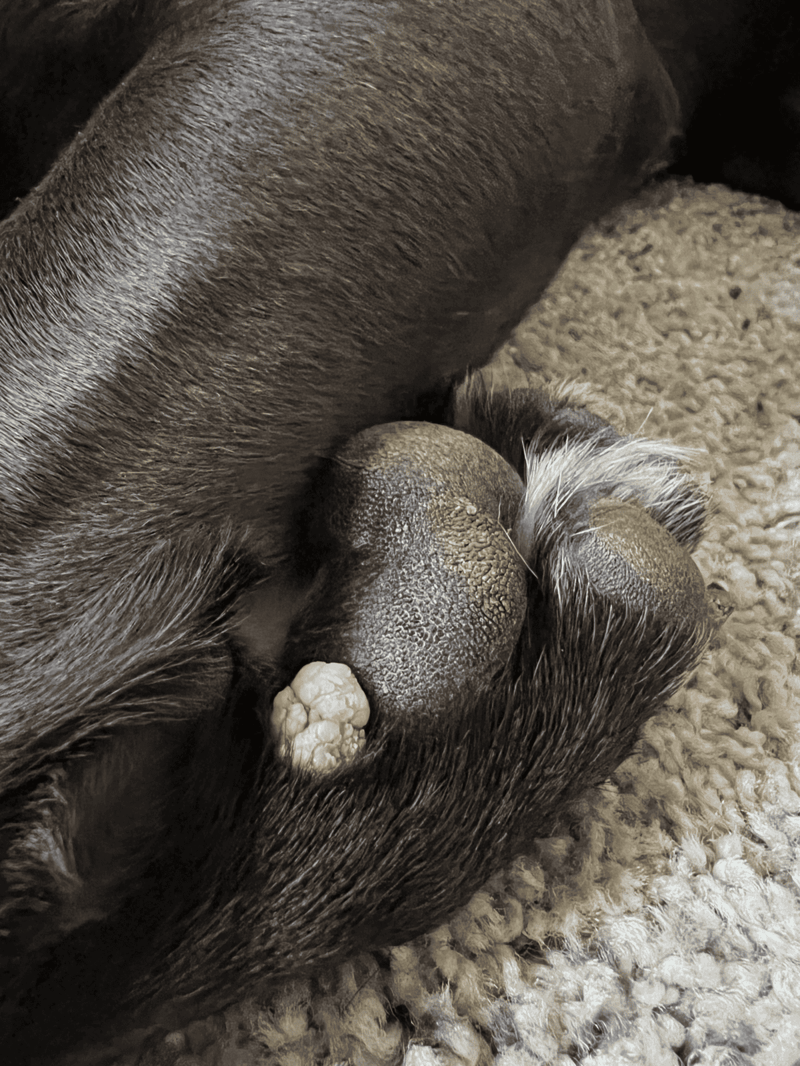 Close-up of a dog's paw pads and claws, highlighting textured paw surfaces and fur details.