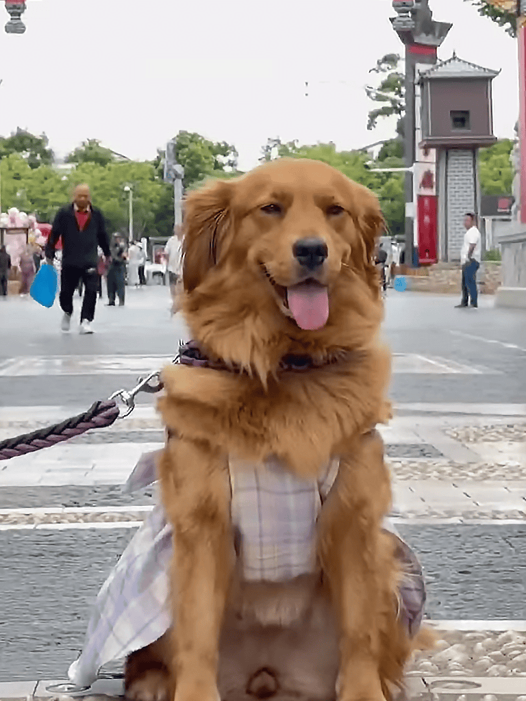 Happy dog enjoying a walk in the park.