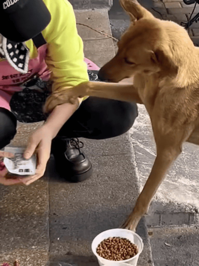 Dog tugging on owner's arm during feeding time outdoors.