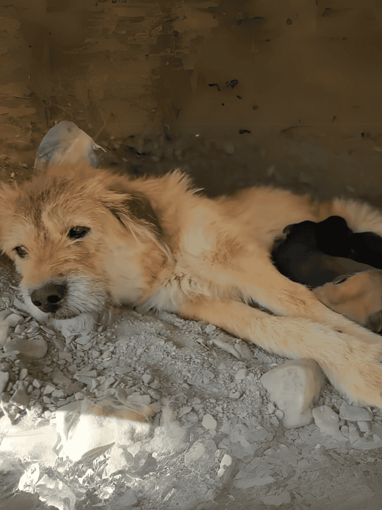 Adorable puppy lying on rocky ground in a shaded outdoor space.