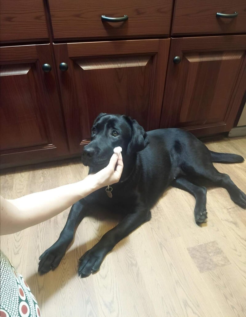 Dog lying on the floor with a treat, indoors.