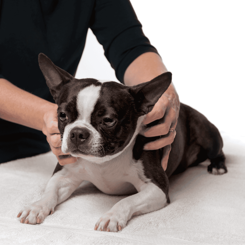 Cute black and white Boston Terrier dog receiving professional vet checkup.