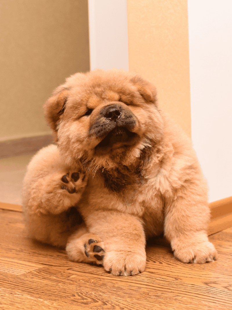 Cute puppy, fluffy chow chow, baby dog, adorable small dog, indoor pet, playful puppy.