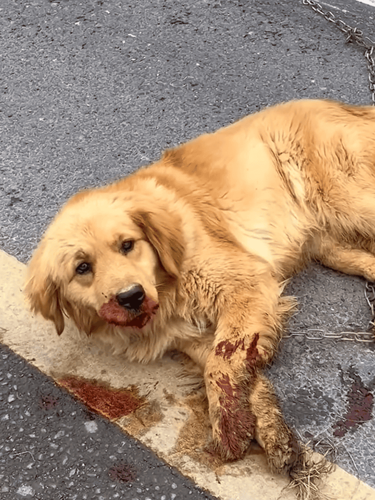 Dogfix.com - Emergency dog rescue for injured and traumatized dogs requiring urgent care.