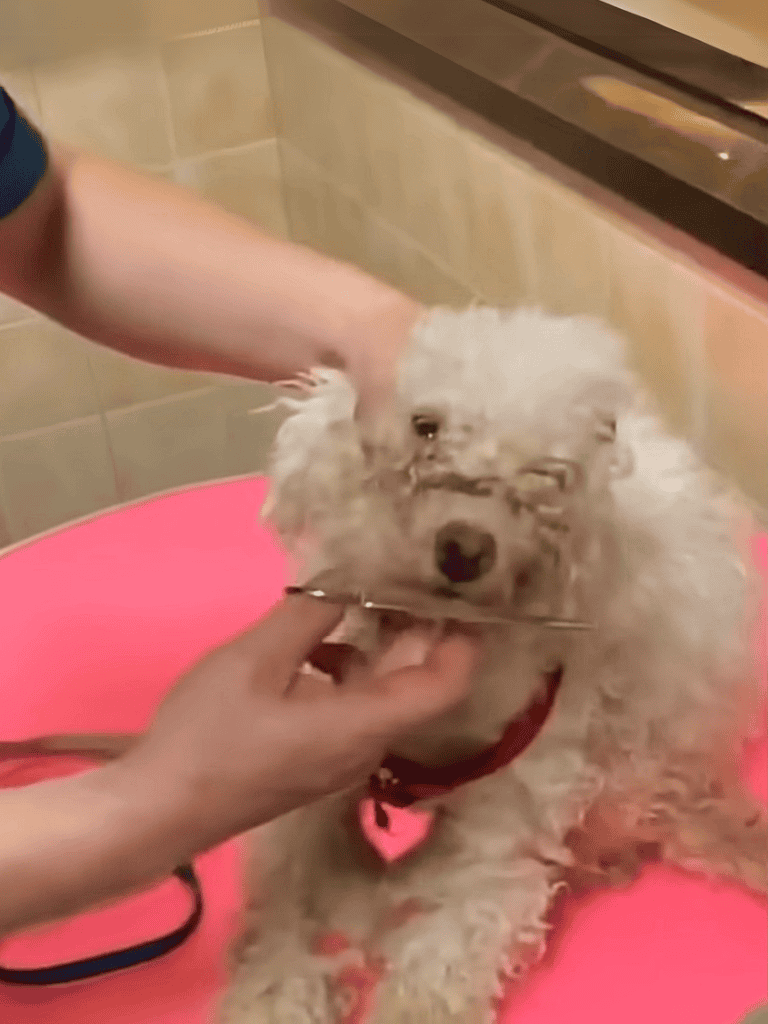 Dog getting a gentle bath in pink tub for hygiene.