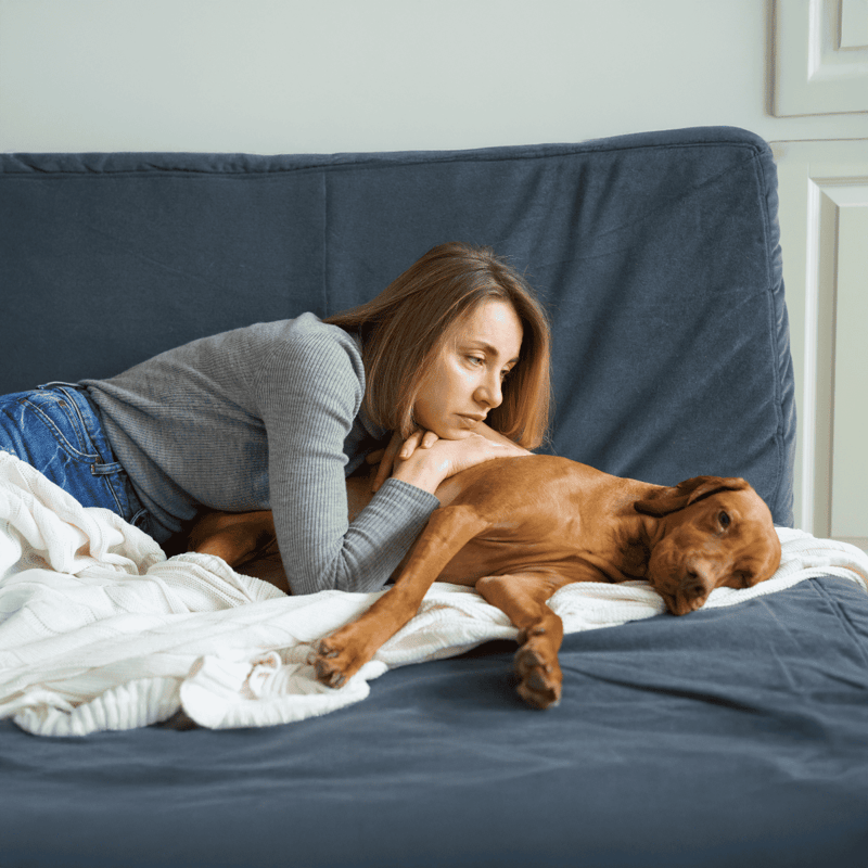 Dog relaxing with owner on bed for comfort and companionship.