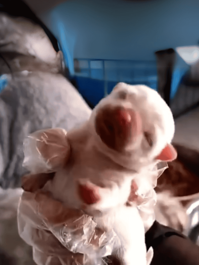 Adorable puppy lying on blanket with a happy, playful expression in cozy home environment.