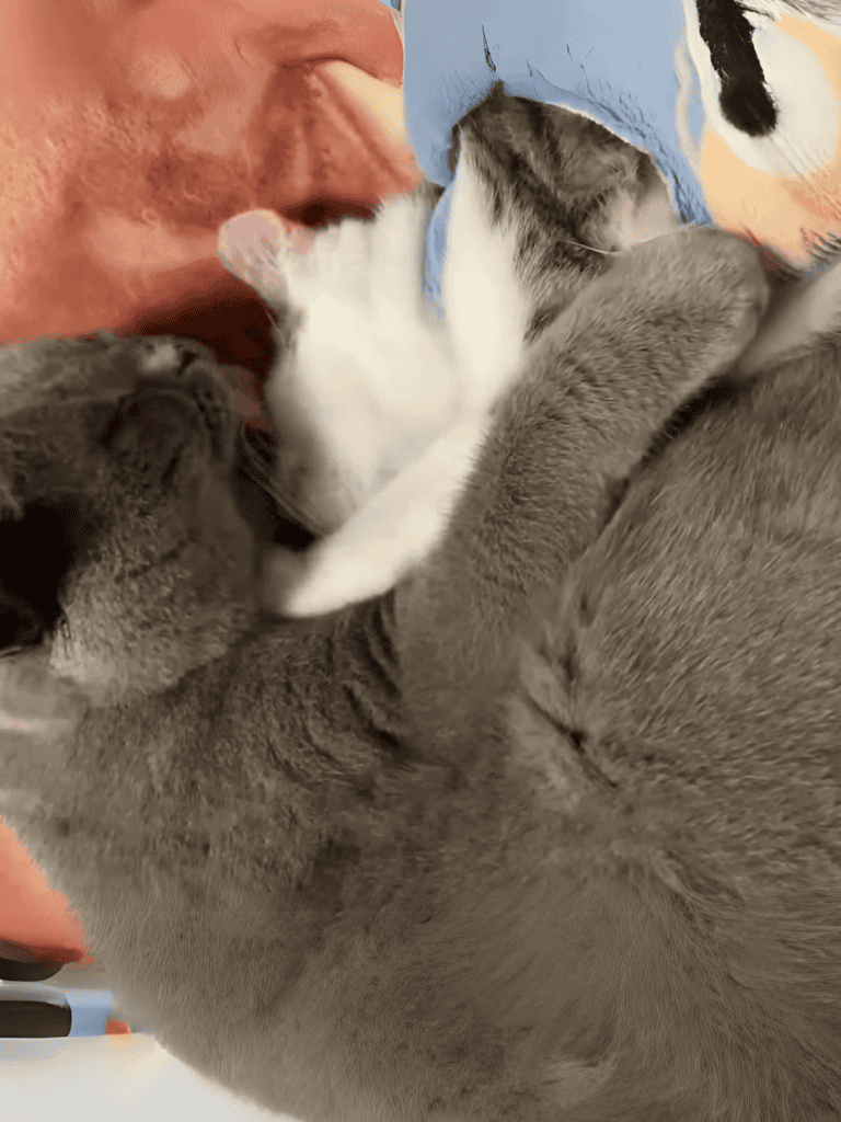 Adorable kitten and puppy cuddling together in close comfort.