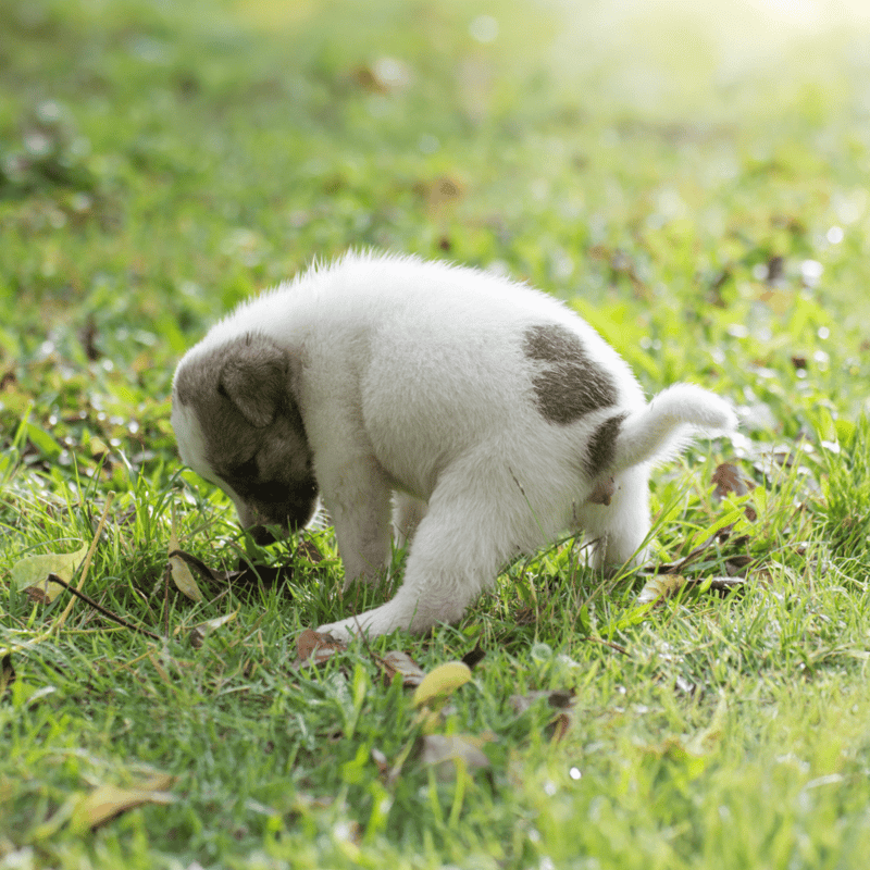 Cute puppy, playing in lush green grass, ideal for dog training and pet care resources.