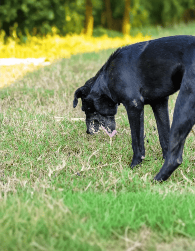 Cute black dog playing in grassy field on a sunny day.