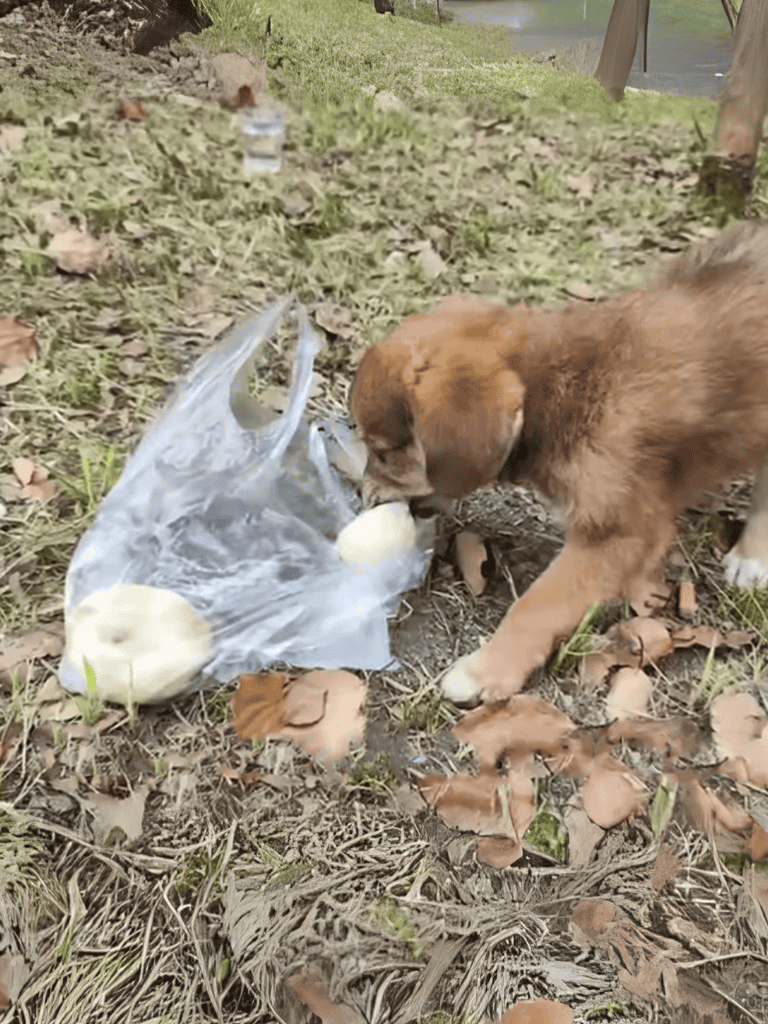 Adorable puppy interacts with ducklings in outdoor setting, showcasing playful and caring behavior.