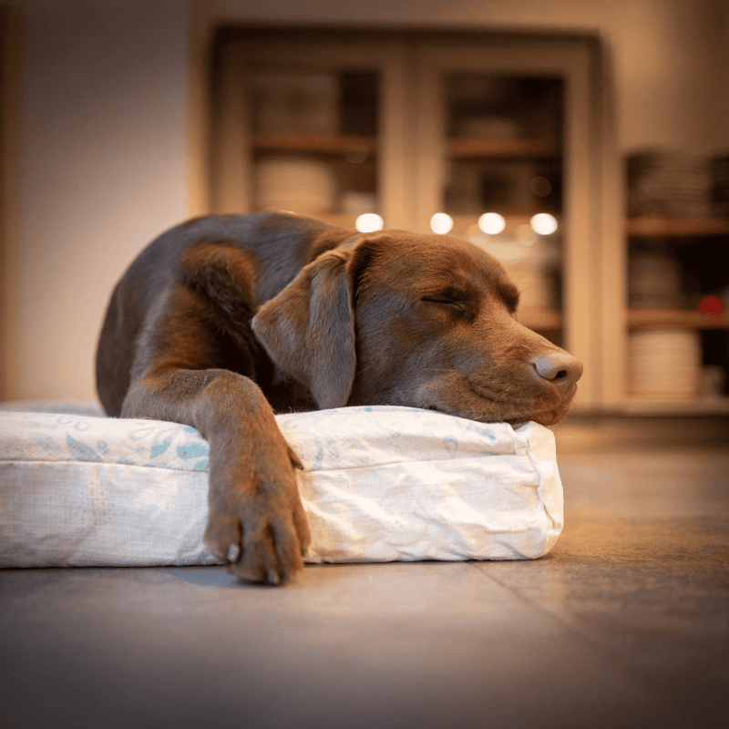 Sleepy puppy resting peacefully on a mattress.