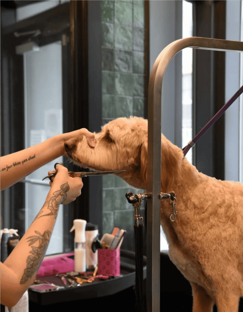 Dog grooming process at a professional pet salon.