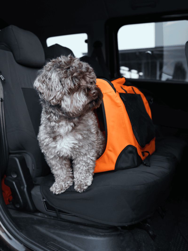 Dog with orange pet carrier inside vehicle for travel and pet safety.
