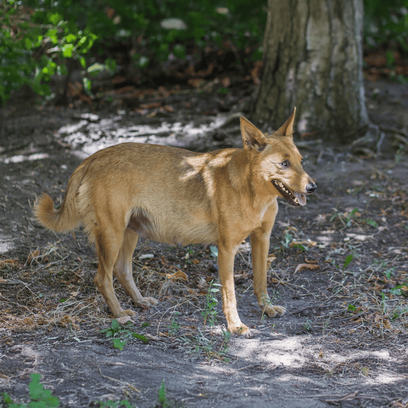 Playful dog exploring nature in a wooded area, enjoying outdoor adventure and forest walks.