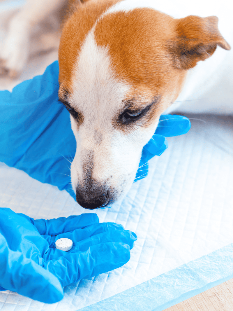 Dog receiving health vaccination shot by vet assistant wearing protective gloves.