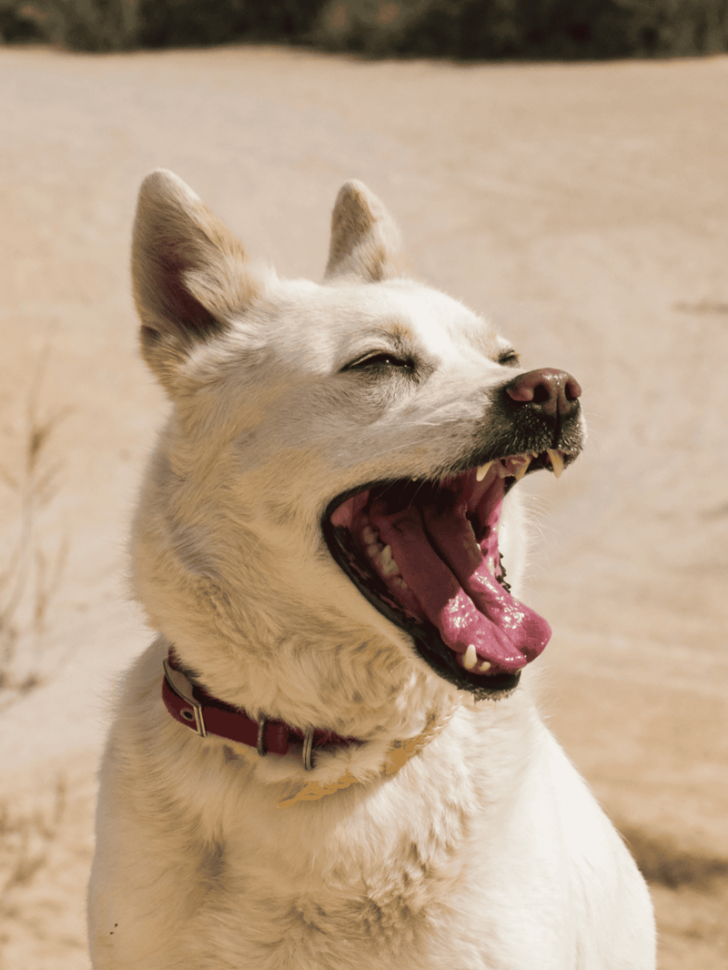 Yawned dog on sandy beach, showing teeth and happy expression, enjoying outdoor dog care.