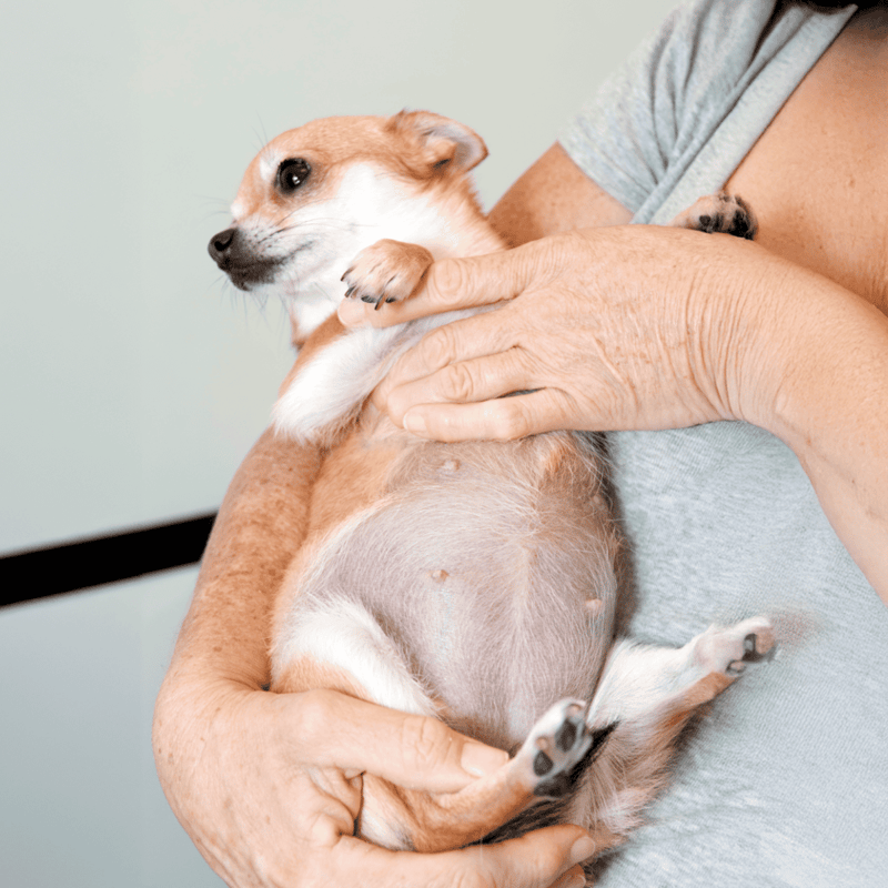 Pet grooming and health services.