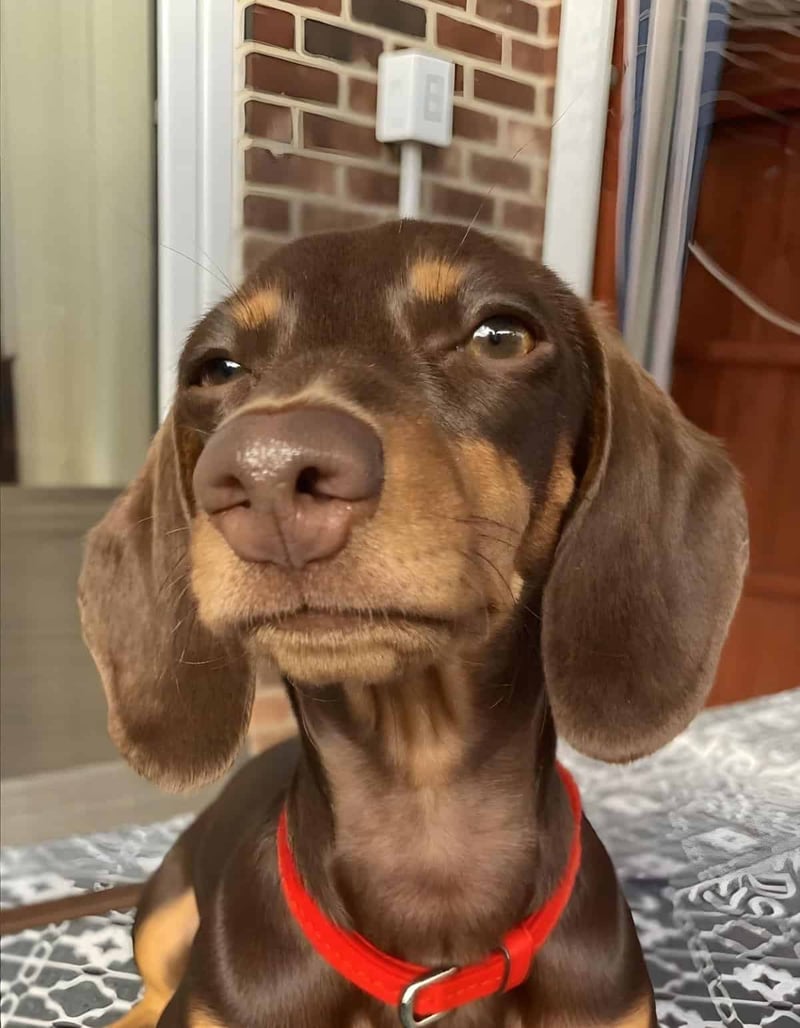 Adorable dachshund puppy with a red collar, playful expression, and a cozy background.