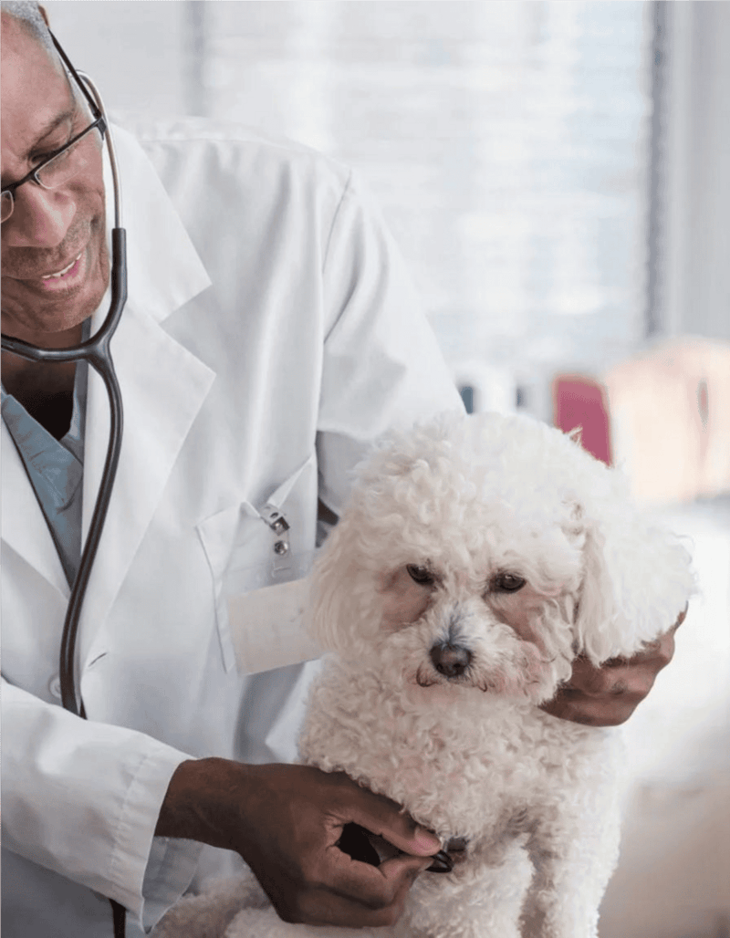 Healthy small dog veterinarian checkup.