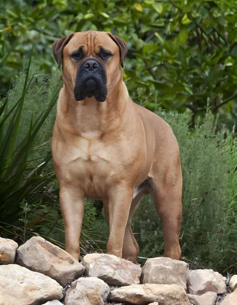 Cute large dog standing on rocks surrounded by lush greenery for outdoor pet photography.