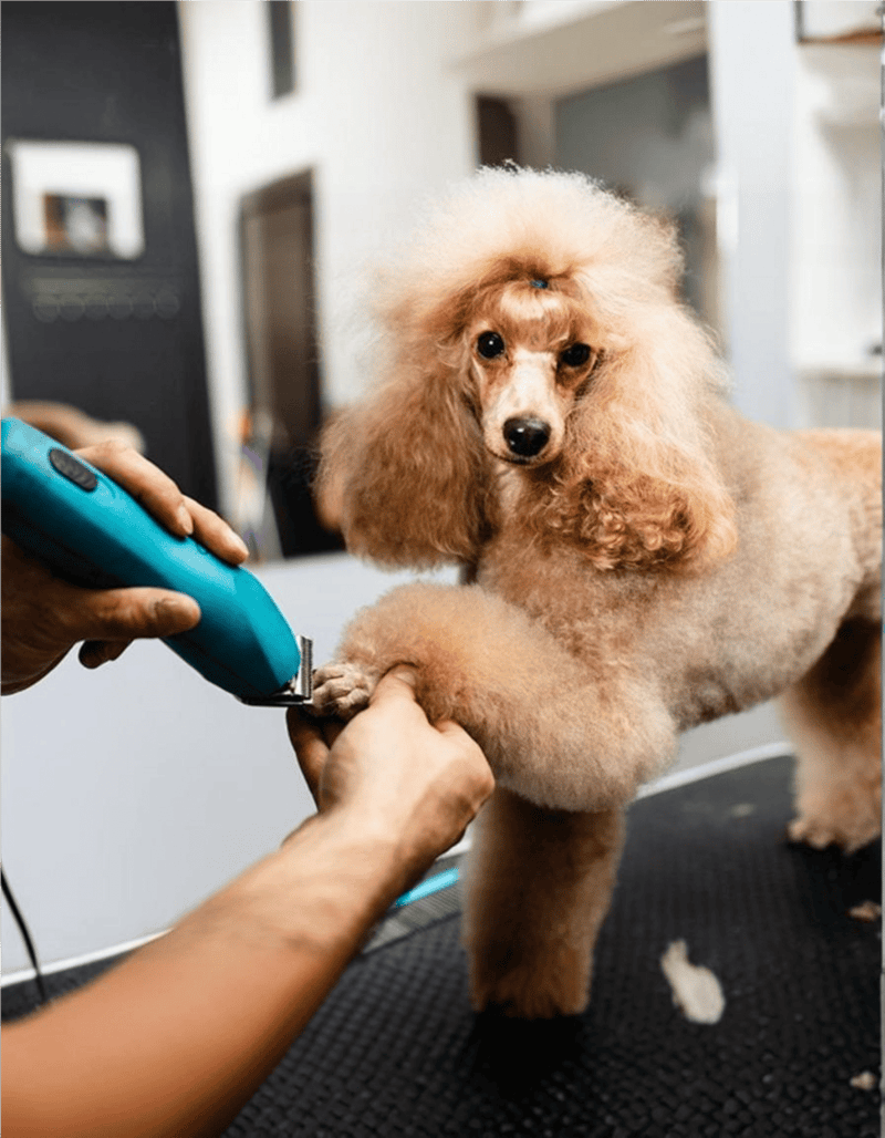 Cute poodle getting groomed with electric clipper.