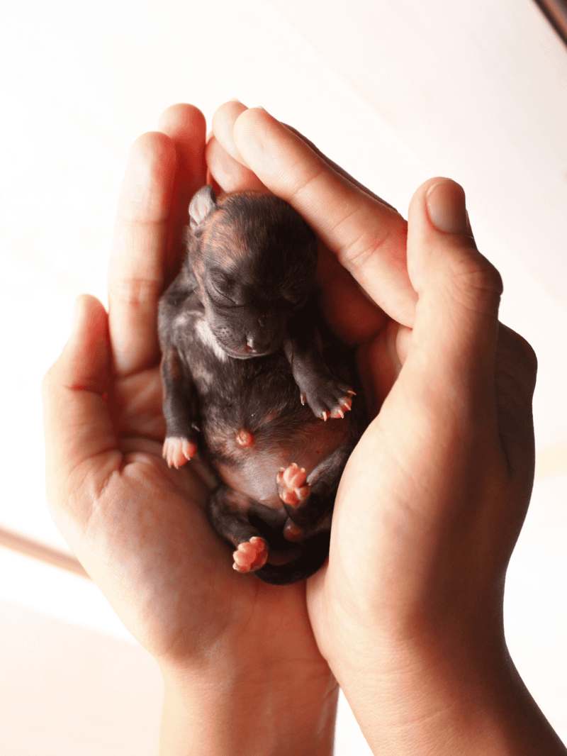 Close-up of tiny, newborn puppy peacefully sleeping in adult hands.