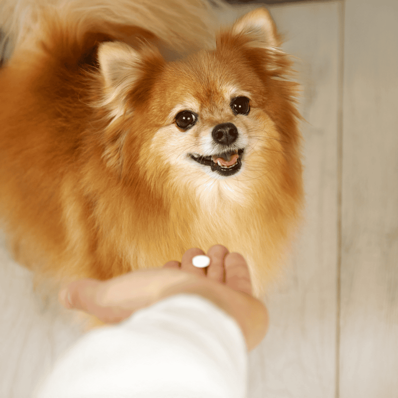 Close-up of a cheerful Pomeranian dog receiving medication from a vet.