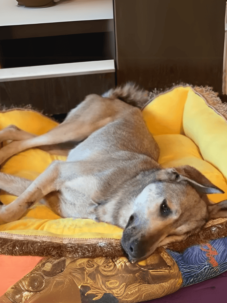 Dog lying on soft yellow bed, resting peacefully indoors for comfort and relaxation.