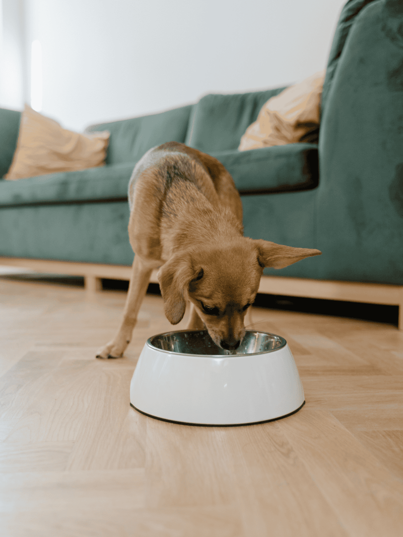 Dog eating from auto feeder, clean and stylish pet food dispenser for convenient feeding.