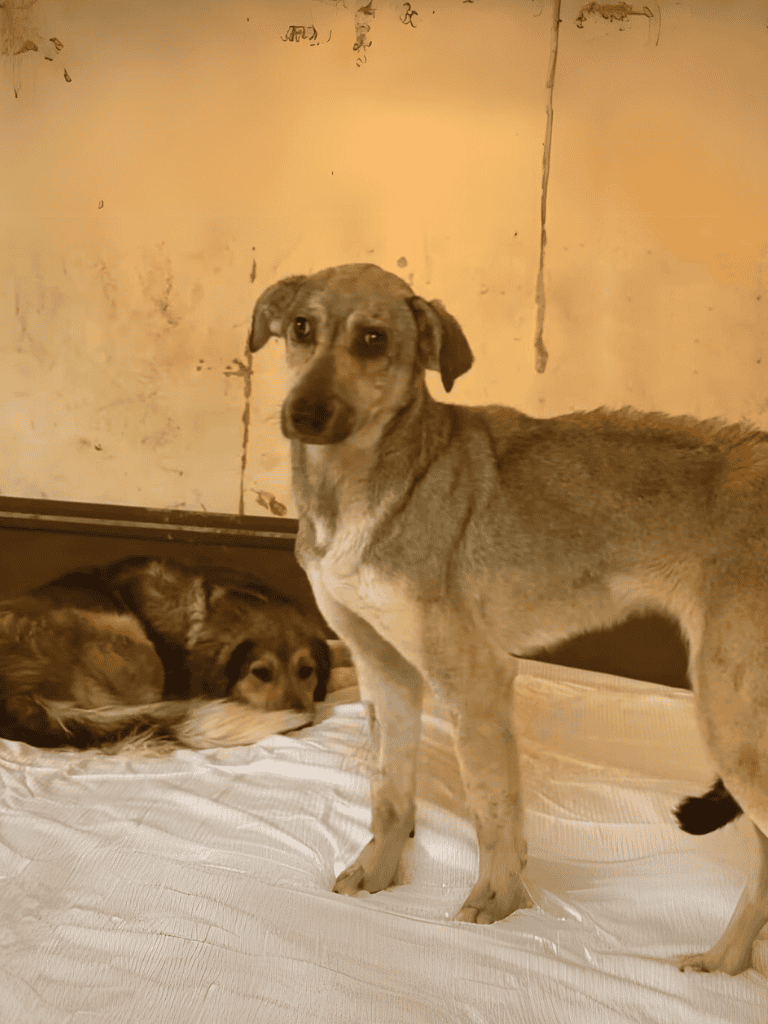 Adorable Greyhound resting and standing in a cozy indoor setting. Friendly, calm dogs ready for loving homes.