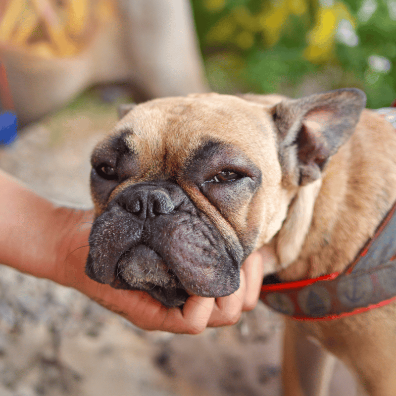 Close-up of relaxed French Bulldog dog receiving gentle petting and showing calmness outdoors.