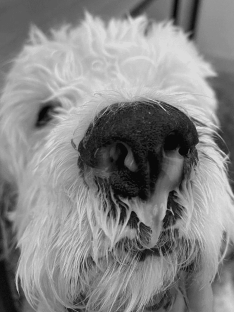 Close-up of a wet, black dog's nose in black and white.