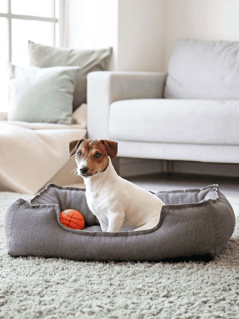 Comfortable dog bed with a small brown and white dog sitting inside, in a cozy modern living room with soft furniture and natural light.