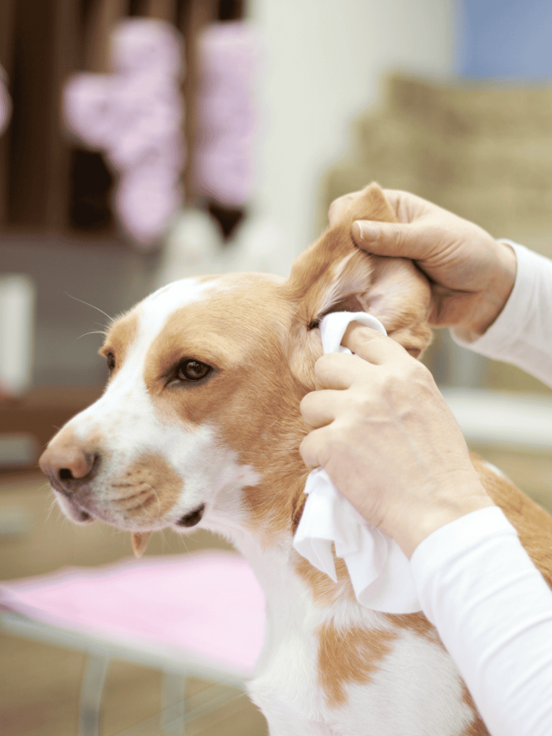 Dog ear cleaning procedure at a veterinary clinic or professional groomer. Gentle care to maintain pet ear health and prevent infections.