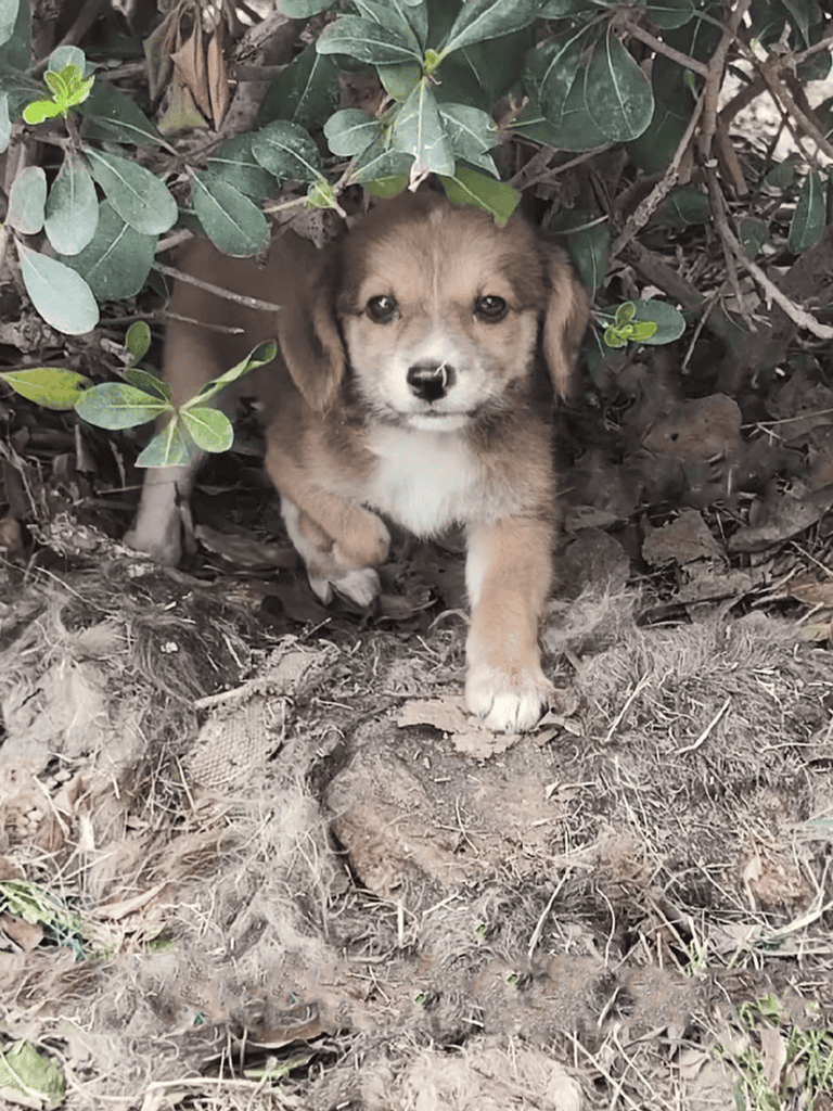 Cute puppy peeking from bushes with curious eyes and floppy ears.
