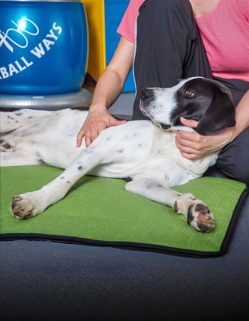 Injury or health checkup for a dog at veterinary clinic, dog care, pet health, wellness exam.