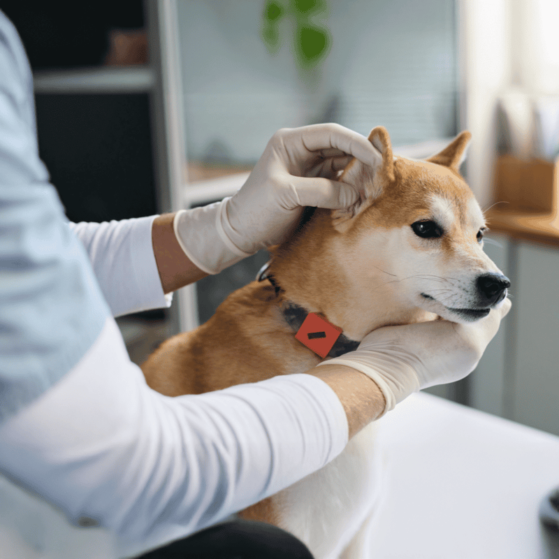 Dog ear health checkup at veterinary clinic for pet wellness.
