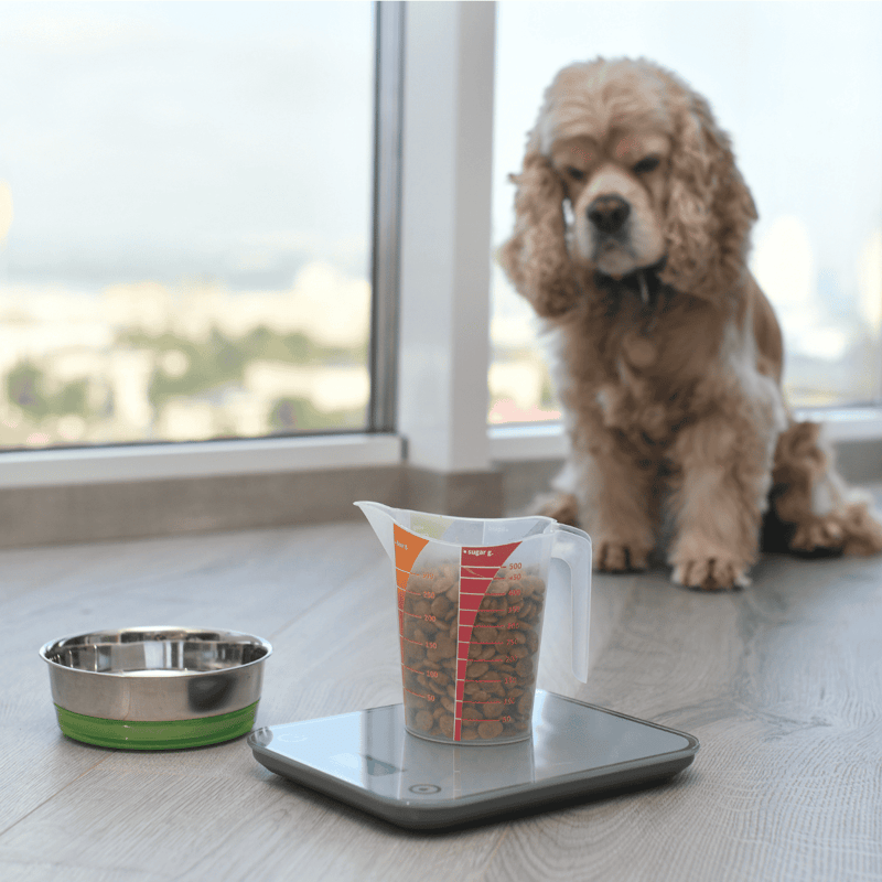 Dog weighing and feeding measurement tool for pet care.