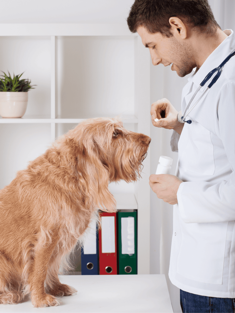 Dog receiving veterinary treatment.