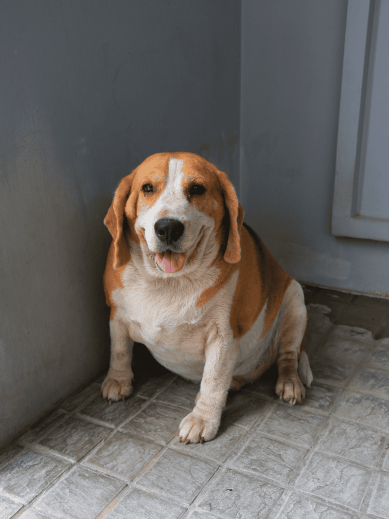 Adorable Beagle sitting on tiled floor near door, happy expression and wagging tail.