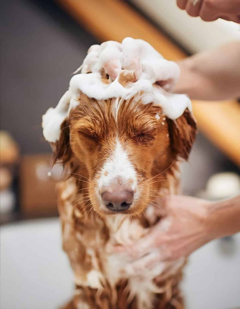 Close-up of a happy dog receiving a bath with soap lather on its head.