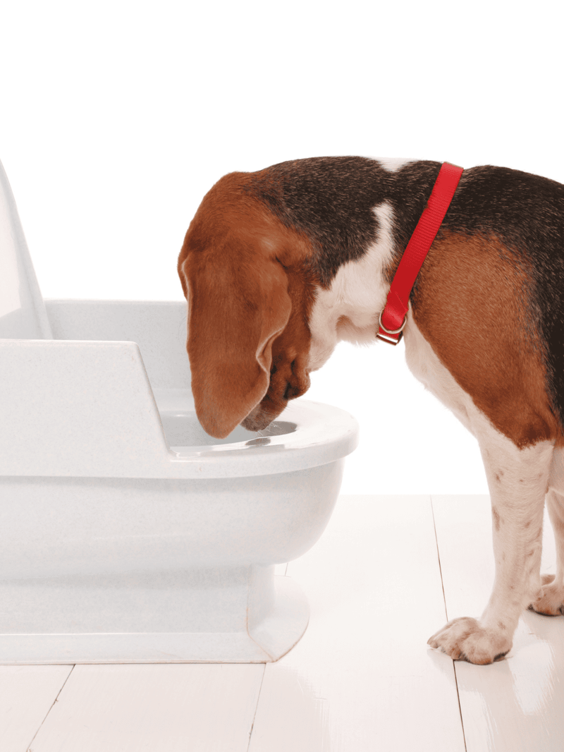 Multicolored Beagle dog drinking water from a white elevated pet water bowl.