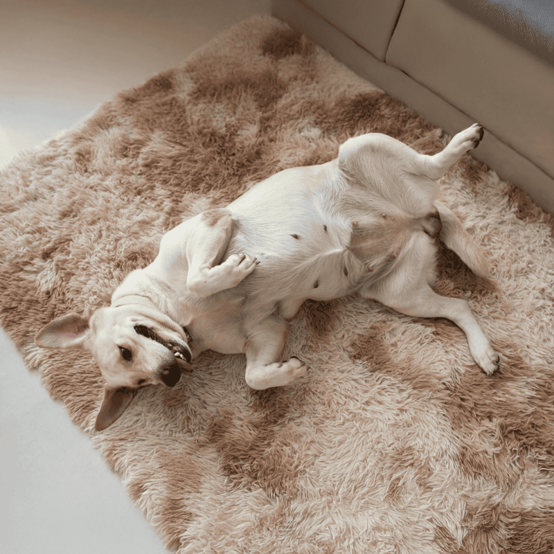 Adorable Labrador puppy relaxing on soft, fluffy rug, showing playful and relaxed behavior.