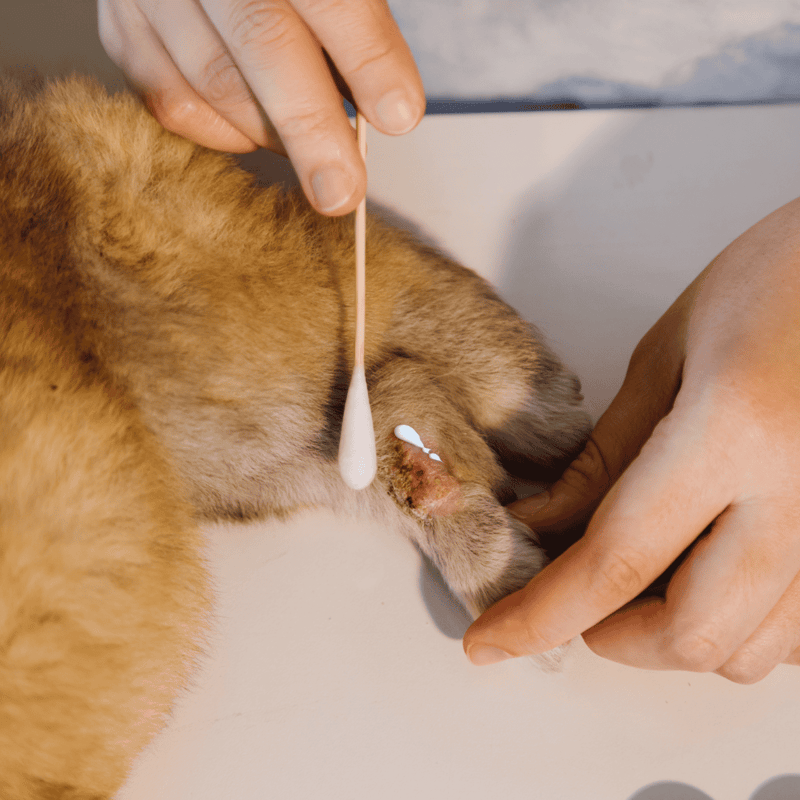 Close-up of a veterinarian applying ointment to a dog's wound on its paw for pet wound care.